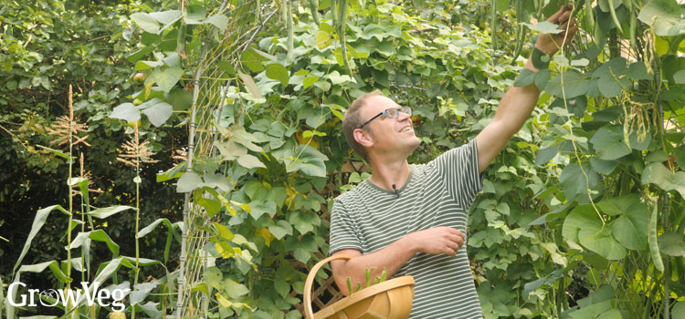 Ben picking beans from an arch