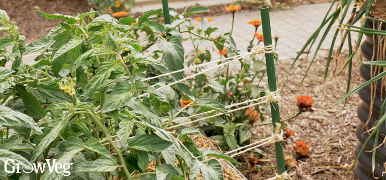 Florida weave tomato supports