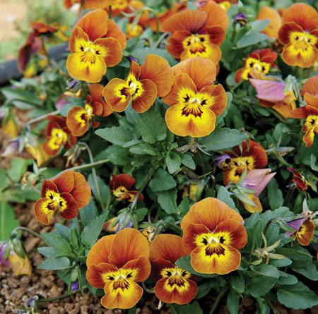 Viola 'Deltini Honeybee'