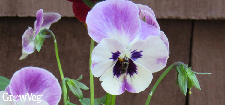 Viola flower with a bee