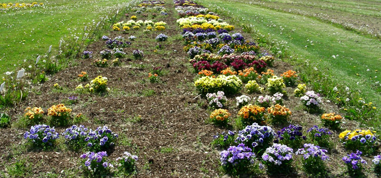 Viola mulching trial