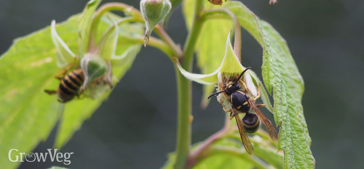 Why Wasps Are Good for Gardeners