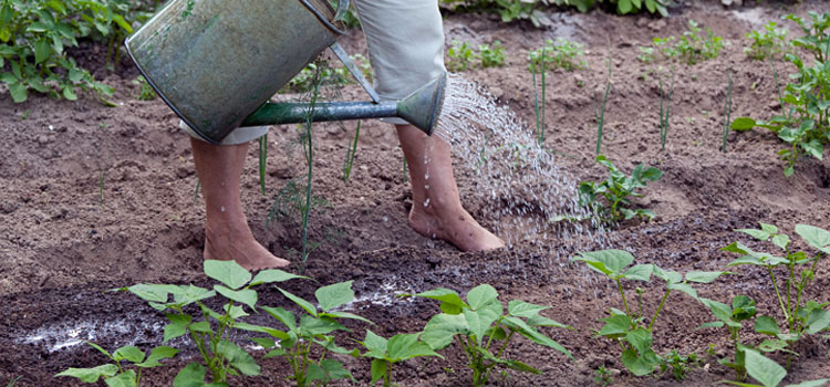 Watering beans