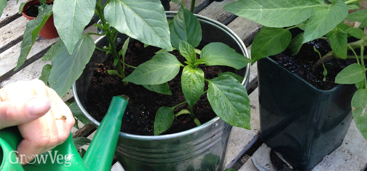 Watering a container