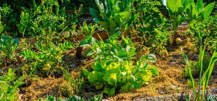 Mulched vegetables