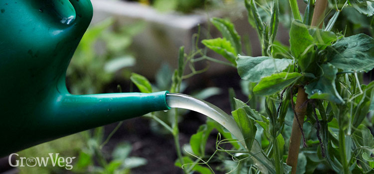 Watering peas