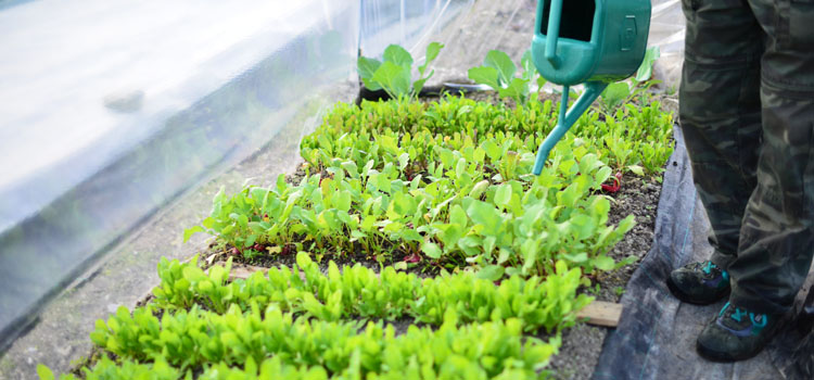 Watering seedlings