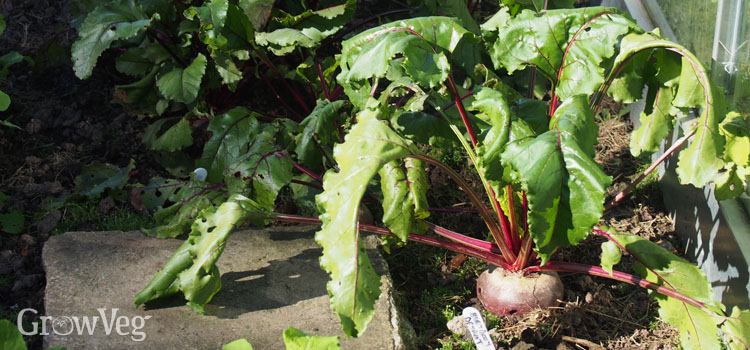 Wilting beetroot