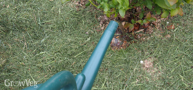 Watering a blueberry bush surrounded by grass clipping mulch