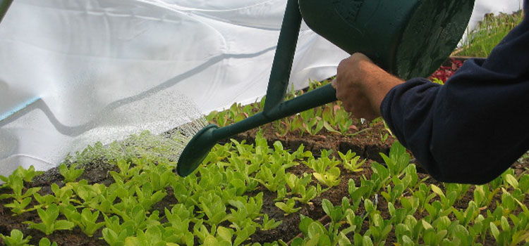 Watering salad seedlings