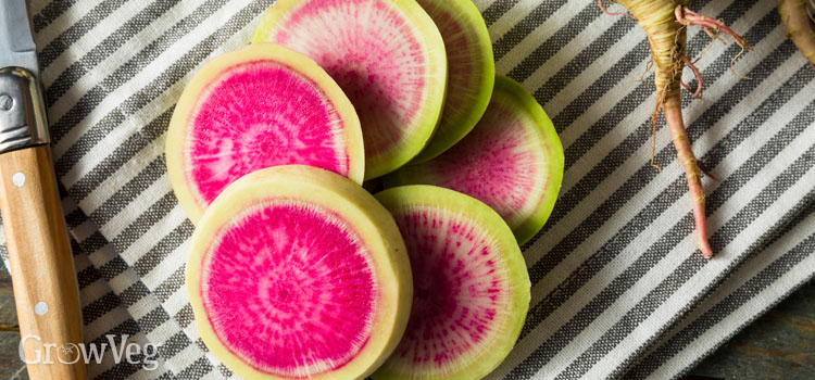 https://gardenplannerwebsites.azureedge.net/blog/watermelon-radish-slices-2x.jpg