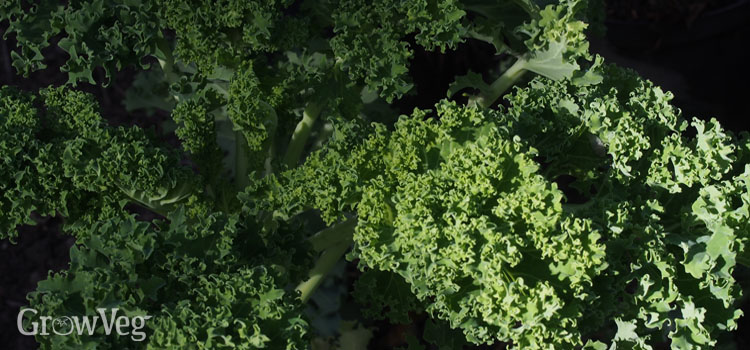 Kale growing in shade