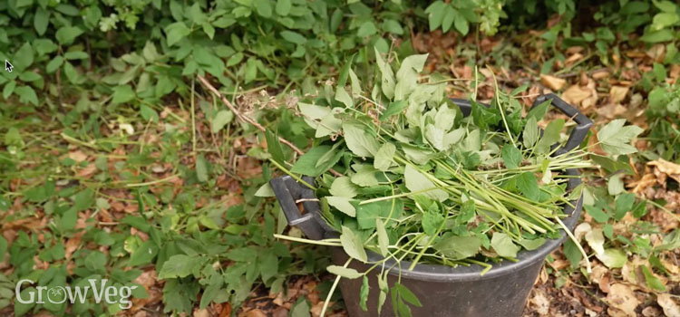 Bucket of weeds