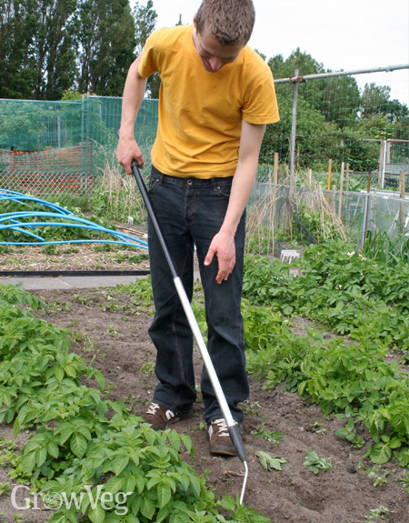 Hoeing a garden