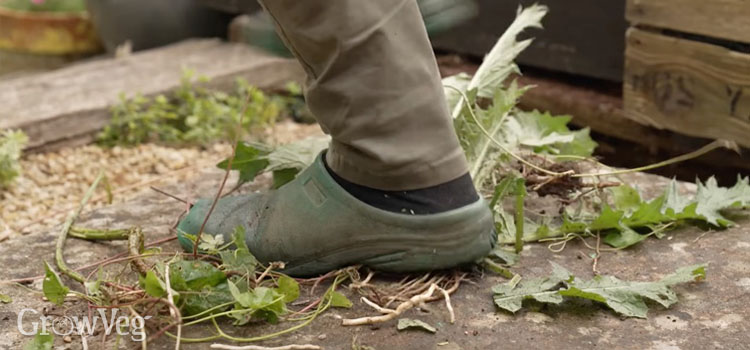 Drying and trampling weeds