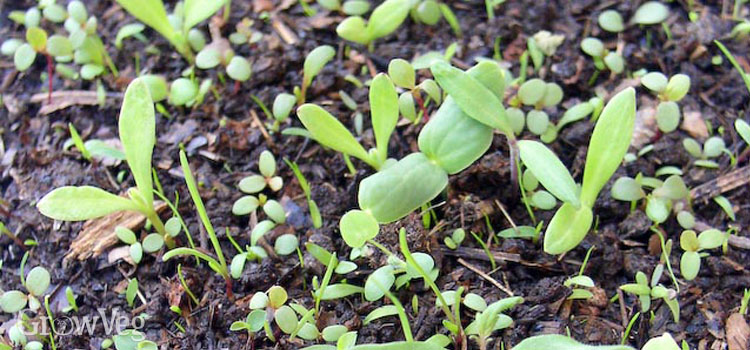 Calendula weed seeds