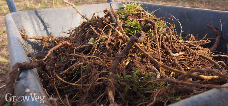 Perennial weed roots in a wheelbarrow