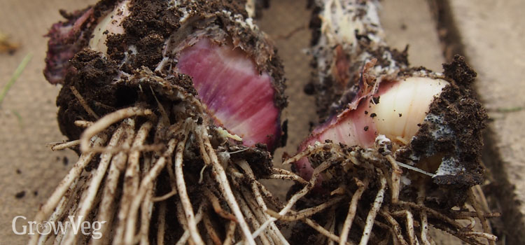 Onion (allium) white rot on garlic