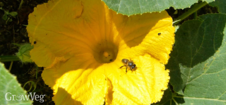 Bee on squash flower