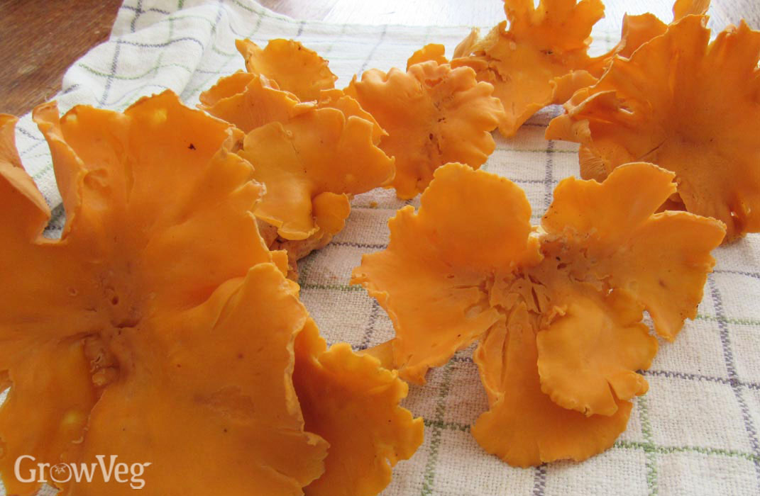 Wild chanterelle mushrooms