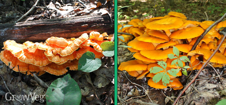 Similar-looking edible and toxic mushrooms