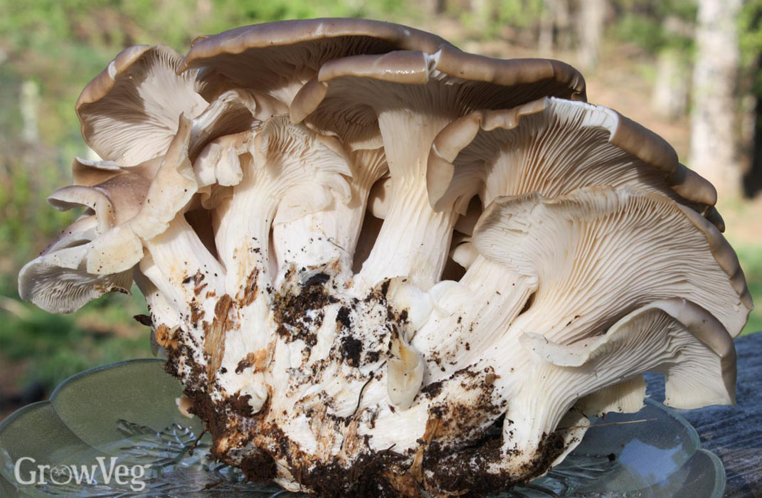 Wild oyster mushrooms