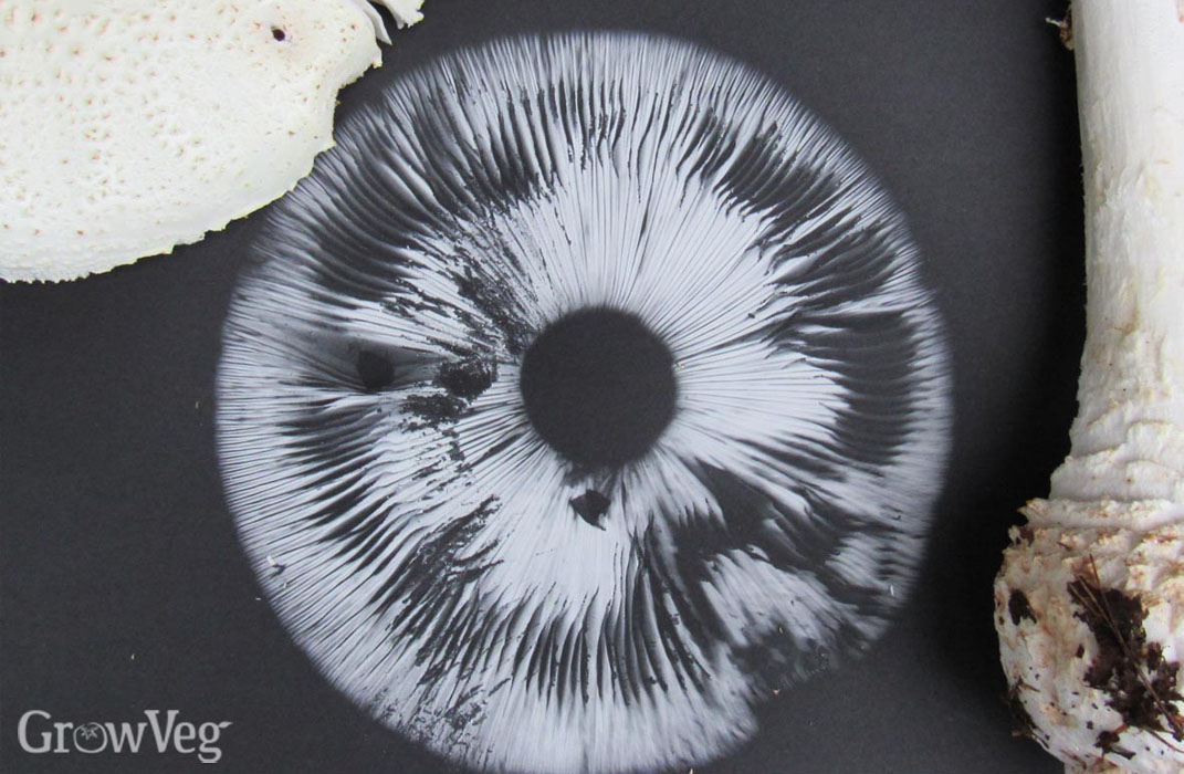 Amanita mushroom spore print