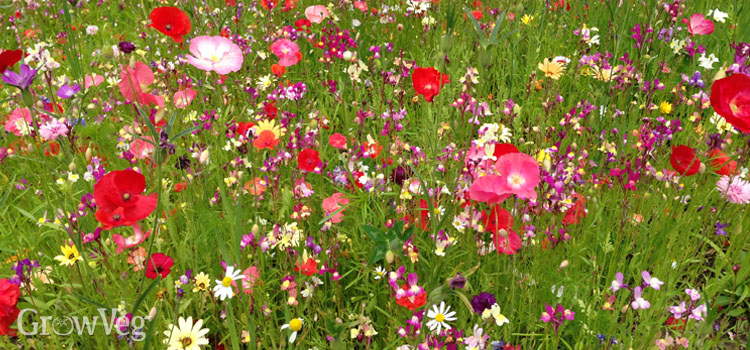 https://gardenplannerwebsites.azureedge.net/blog/wildflower-meadow-2x.jpg