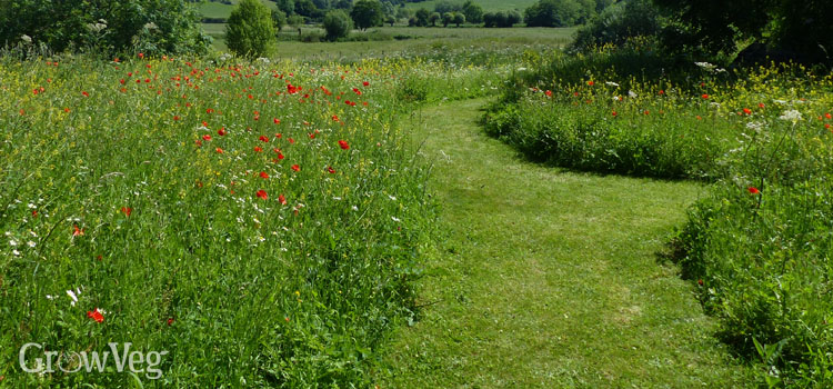 Low-maintenance wildflower meadow with mown paths