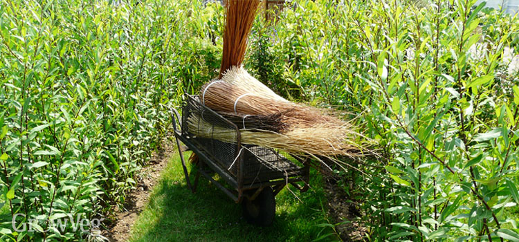 Bundles of willow harvested from a willow plantation