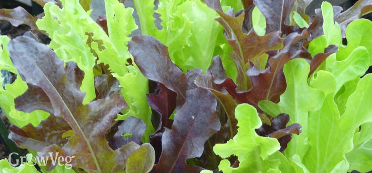 https://gardenplannerwebsites.azureedge.net/blog/windowsill-salads-herbs-oakleaf-lettuces-2x.jpg