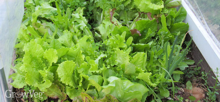 Lettuces under a row cover