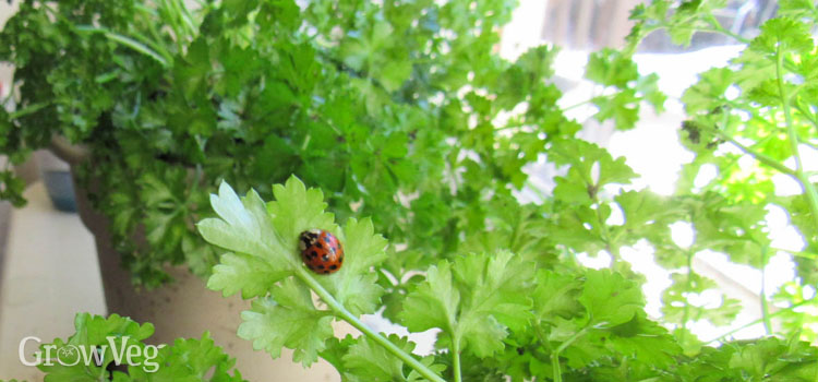 https://gardenplannerwebsites.azureedge.net/blog/winter-parsley-ladybug-2x.jpg
