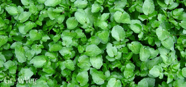 https://gardenplannerwebsites.azureedge.net/blog/winter-salad-leaves-land-cress-2x.jpg