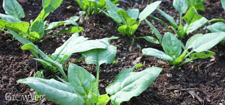 https://gardenplannerwebsites.azureedge.net/blog/winter-spinach-2x.jpg