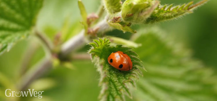 Ladybug on a nettle