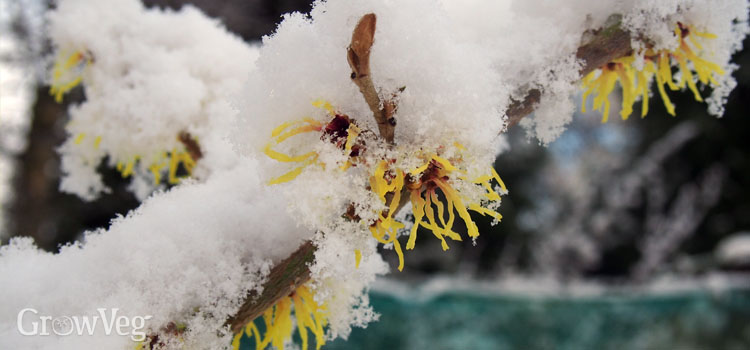 Witch hazel flowers crusted with snow