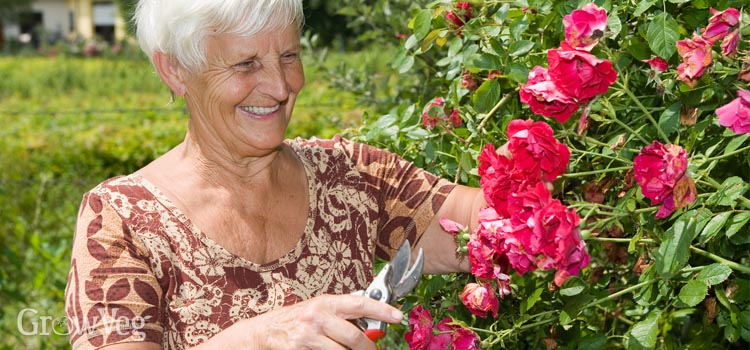 Older lady deadheading roses in her garden