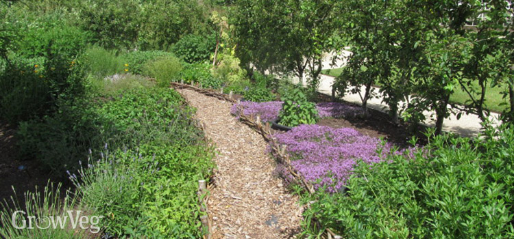 Woodchip paths in a herb garden