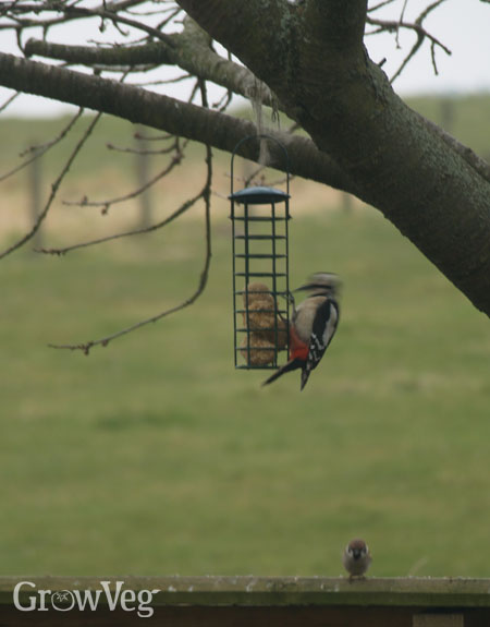 Woodpecker eating fat balls from a feeder, watched by a grumpy sparrow