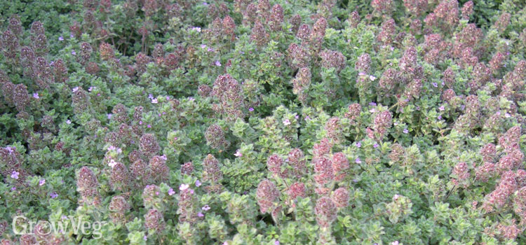 Woolly thyme