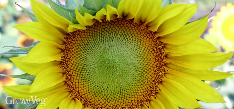 “Sunflower”