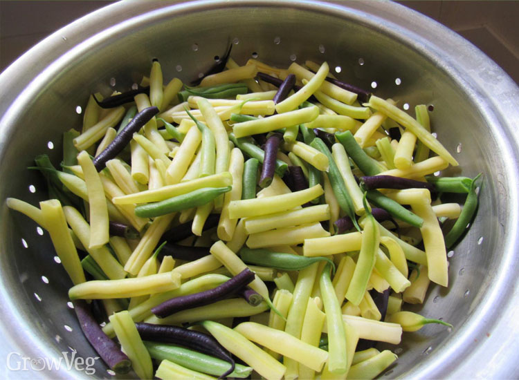 Prepping yellow wax beans for freezing