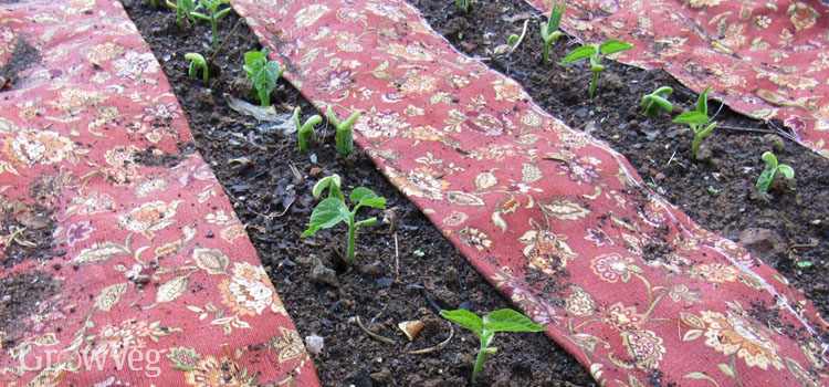 Yellow wax beans with fabric mulch