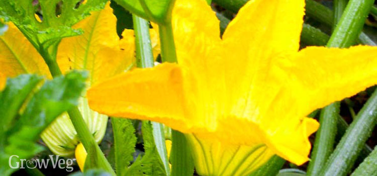https://gardenplannerwebsites.azureedge.net/blog/yellow-zucchini-2x.jpg