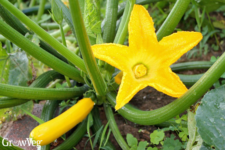 Yellow courgettes