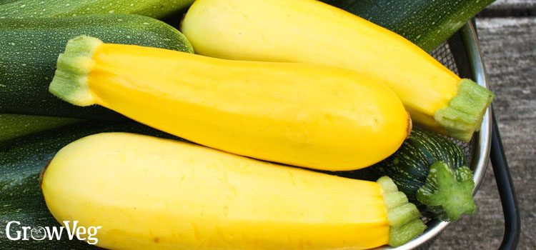 Yellow courgette