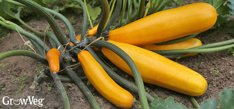 Yellow courgettes
