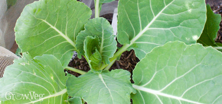 Young brassica plant