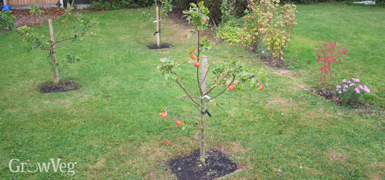 Low Maintenance Fruit Trees Uk 